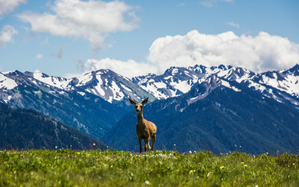 Top 10 US National Park Markets for Airbnb Vacation Rentals