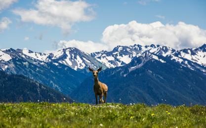 Top 10 US National Park Markets for Airbnb Vacation Rentals
